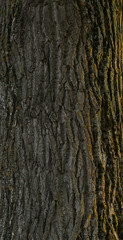 wood tree trunk