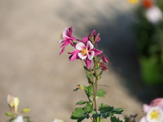 Beautiful Pink Flowers with Four Petals in a Garden