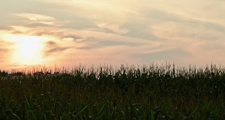 Isolated image of an amazing sunset in a field