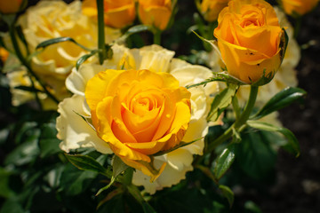 Closeup of beautiful yellow rose in garden, top view