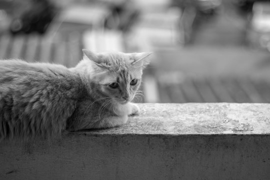 thai cat portrait in black and white