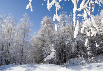 Birch branch in hoarfrost against white winter forest. 