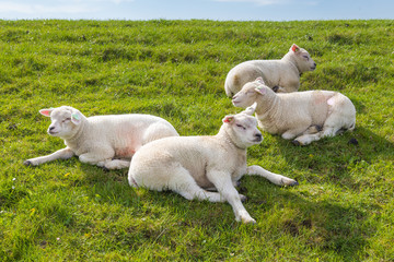 Fototapeta premium Little lambs resting in green grass in the sun on a dyke at the wadden island Texel in the Netherlands
