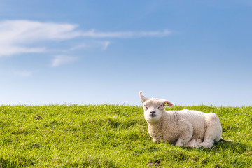 Little lamb resting in green grass in the sun on a dyke at the wadden island Texel in the Netherlands