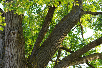 Fototapeta premium big old tree against the sky