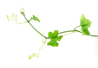 Fresh Green Coccinia Grandis on White Background