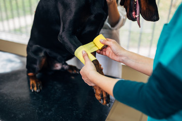 Doberman pinscher at veterinary.