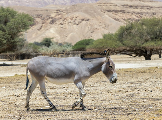 Somali wild donkey (Equus africanus). This species is extremely rare both in nature and in captivity. Nowadays it inhabits nature reserve near Eilat, Israel
