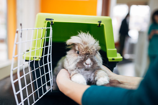 Lionhead rabbit at veterinary. 