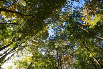 Tall Green and Yellow Trees Towering Above Nature Trail in Burke, Virginia