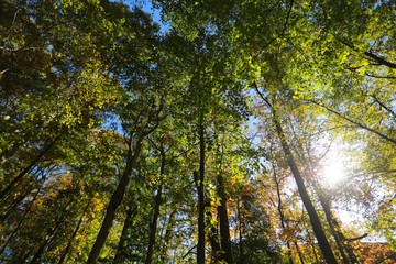 Afternoon Sun Gleaming through Tall Green and Yellow Trees Towering Above Nature Trail in Burke, Virginia