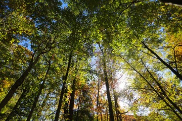 Naklejka premium Afternoon Sun Gleaming through Tall Green and Yellow Trees Towering Above Nature Trail in Burke, Virginia