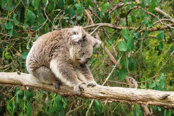 Koala clings at wooden pole in Koala Conservation center in Cowes, Phillip Island, Victoria, Australia