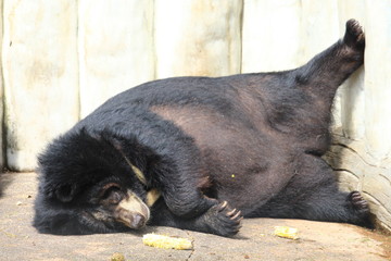 Black Bear sleeping on the floor in a zoo.