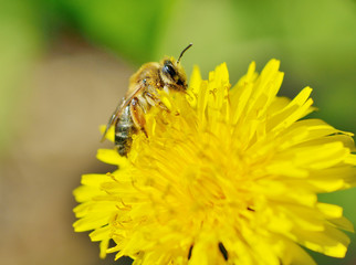 A bee collects pollen from a dandelion.