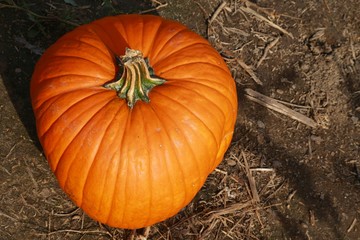 Pumpkin Sitting on the Ground in a Field Bathed in Afternoon Sunlight