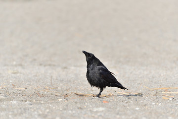 Crow