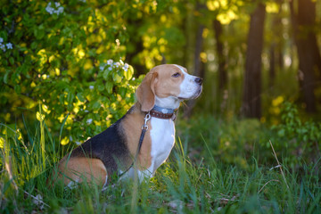 Beagle portrait in summer forest under sun