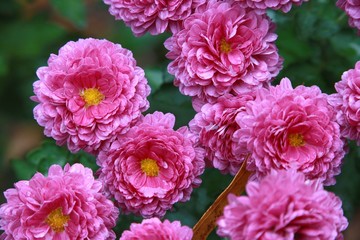 Closeup of purple chrysanthemums with yellow centers in Garden