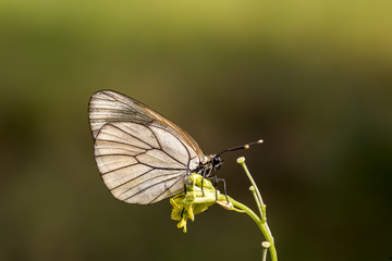 Fototapeta na wymiar Butterfly in nature