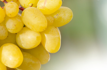 Green grape cluster against sunlight closeup view