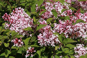 Lilas microphylla