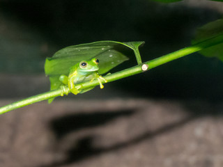 Hyalinobatrachium fleishmanni - Rana di vetro di Fleishman