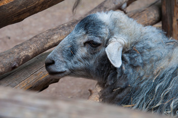 sheep, animal, farm, lamb, wool, mammal, goat, white, nature, cute, agriculture, ewe, animals, grass, young, livestock, baby, field, portrait, head, domestic, meadow, farming, face, spring