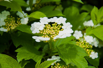 flower, white, nature, spring, plant, blossom, green, flowers, garden, leaf, bloom, flora, summer, macro, blooming, tree, petal, floral, strawberry, grass, season, closeup, daisy, yellow, botany