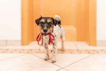 Jack Russell Terrier 3 years old - little dog is holding a leash and waiting for the walk