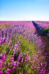 Fototapeta premium Lavender flower blooming scented fields in endless rows. Provence, France, Europe