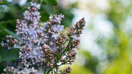 The lilac Bush