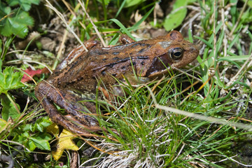 Rana temporaria - Rana temporaria