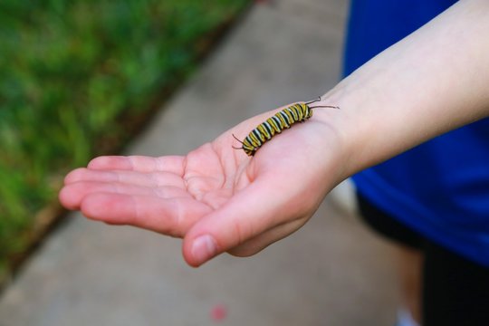 Caterpillar Crawling on the Palm of Boy's Hand, His Blue Shirt, Sidewalk and Grass Out of Focus in Background, Afternoon