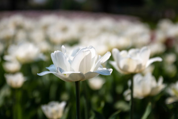 Tulip