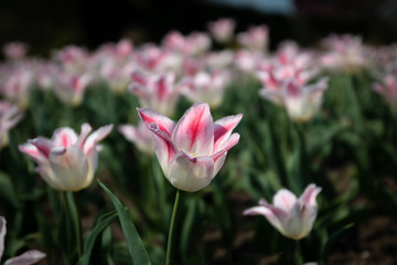 Obraz na płótnie Canvas Tulip