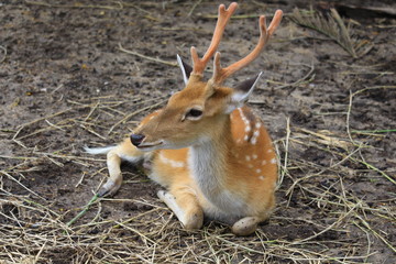 Deer lying on the ground in the zoo.