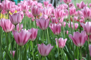  A glade of flowers at the memorial complex Motherland, Kiev, Ukraine