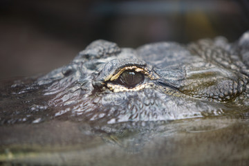 Crocodylus niloticus - Coccodrillo del Nilo