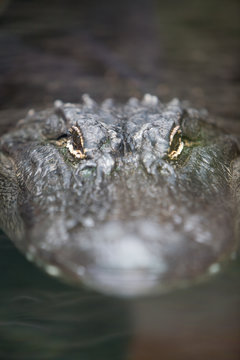 Crocodylus niloticus - Coccodrillo del Nilo