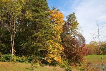 Leaves in Trees Changing Color from Green to Yellow to Orange to Red Bathing in the Afternoon Sun next to the Water at Burke Lake Park, Virginia