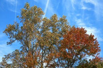 Leaves in Trees Changing Color from Green to Orange Bathing in the Afternoon Sun against a Blue Sky with Wispy Clouds in Burke, Virginia