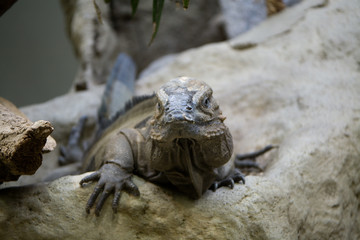 Cyclura cornuta - Iguana terrestre di Mona