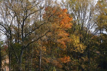 Leaves in Trees Changing Color from Green to Orange Bathing in the Afternoon Sun in Burke, Virginia