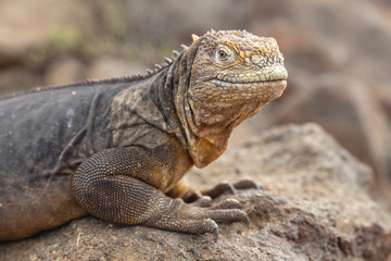 Galapagos Land Lguana (Conolophus subcristatus) in Galapagos Isl