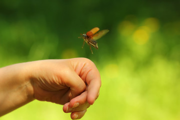 Closeup of woman's hand and a flying chafer beetle june bug