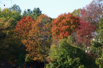 Leaves in Trees Changing Color from Green to Orange to Red Bathing in the Afternoon Sun against a Clear Blue Sky in Burke, Virginia