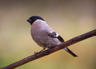 Eurasian bullfinch
