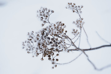 Frozen dry flower during cold winter

