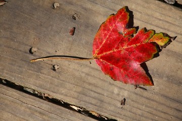 Naklejka na ściany i meble Red Leaf with Fringes of Green on Wood Deck Basking in the Afternoon October Sun